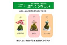 天然苔専門店 弥栄苔 選べる縁起物苔玉（2個セット）.お多福南天＋ガジュマルセット【155_1316】