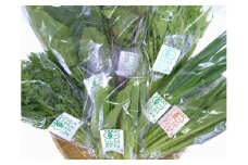 みうらファームが選んだ 旬の有機野菜厳選8品セット 野菜 有機野菜 セット 厳選 8品 旬 有機JAS認証 詰め合わせ 産地直送 【109_1351】