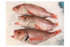 旨脂！のどぐろ（鮮魚）3～4匹（計800g程度） 魚 鮮魚 海鮮 のどぐろ アカムツ 冷蔵 高級魚 下処理済 煮付け 塩焼き 【006_2046】