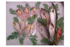 鮮魚と干魚のコラボセット 年6回定期便（偶数月配送） 定期便 6回 鮮魚詰め合わせ 鮮魚 干物 ひもの 冷蔵 お任せ セット 詰め合わせ 下処理済 一夜干し 【096_1697】