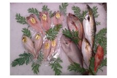 鮮魚と干魚のコラボセット 年6回定期便（偶数月配送） 定期便 6回 鮮魚詰め合わせ 鮮魚 干物 ひもの 冷蔵 お任せ セット 詰め合わせ 下処理済 一夜干し 【096_1697】