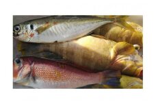 創業令和3年！何十年ぶりに浜田で鮮魚店誕生◎気合の入った刺身魚3種セット◎ 鮮魚詰め合わせ 鮮魚 お任せ セット 刺身 ブロック 冷凍 厳選 産地直送 お取り寄せ 真空 海鮮 魚介類 【171_1639】