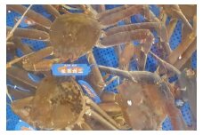【先行予約】魚新の「山陰沖産ボイル松葉ガニ」（2～3杯）＜12月～2月末までのお届け＞【096_1698】