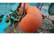 【先行予約】山陰浜田の美しくすっきりした味の甘柿「早秋」1箱（9～15個、約3kg）＜10月中旬より発送＞ 果物 フルーツ 柿 かき 早秋 デザート 期間限定【113_2061】