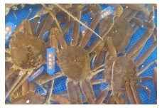 【先行予約】魚新の「山陰沖産ボイル松葉ガニ」大～特大（2～4杯 計3～4kg）＜12月～2月末までのお届け＞【096_1700】