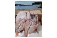 しまね浜田の美味しい のどぐろ カレイ 白イカ 沖キス 一夜干しセット 魚介類 魚貝類 魚 干物 一夜干し セット 詰め合わせ アカムツ【161_1708】