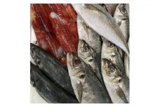 旬の鮮魚1.2～3.5kgつめあわせ◎創業令和3年の鮮魚屋さん厳選セット 魚介類 鮮魚 海産物 魚 詰合せ 旬 セット 【171_1641】