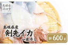 島根県産剣先イカ一夜干し 計600g（4～6枚）個包装・真空袋・ギフト 真空 個包装 訳あり 干物 白イカ 保存料不使用 大容量 剣先イカ 一夜干し ギフト 贈り物【005_0119】