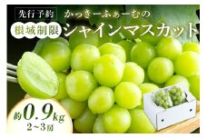 【先行予約】根域制限シャインマスカット 約0.9kg 2～3房《9月中旬頃から発送》 果物 シャインマスカット 先行予約 【183_1877】