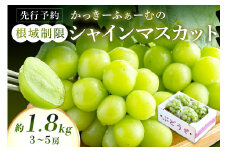 【先行予約】根域制限シャインマスカット 約1.8kg 3～5房《9月中旬頃から発送》 果物 シャインマスカット 先行予約 【183_1878】