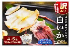 【訳アリ】白いか一夜干し （150g～250gｘ4～5枚） 訳アリ 小分け いか 白いか 無添加 個包装 一夜干し 産地直送 【136_1985】