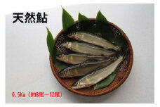 【先行予約】八戸川 天然鮎（0.5kg）＜2025年6月10日よりお届け＞ 先行予約 魚 川魚 あゆ 天然【192_2003】