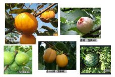 【先行予約】山陰浜田の無花果「キング」ほか果物5種セット【定期便】 【113_2065】