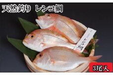 天然釣りレンコ鯛（下処理済）