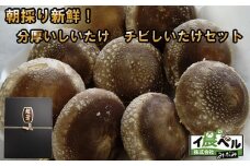 朝採り新鮮！分厚いしいたけ　チビしいたけセット