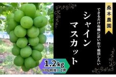 「できるだけ有機に近い形で栽培したい」 桑本農園のシャインマスカット　1.2kg（600g前後×2房）
