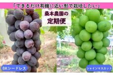 【定期便2回】「できるだけ有機に近い形で栽培したい」 桑本農園の定期便（シャインマスカット・BKシードレス）