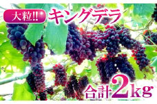 大きいデラウェア　キングデラ　2kg【デラウェア キングデラ 2kg 大粒 種なし ぶどう ブドウ 葡萄 フルーツ くだもの 果物 お土産 プレゼント 贈り物 ご褒美 おやつ 期間限定 季節限定 数量限定】