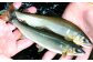 鮎の鮮度を保つため獲れた鮎は直ちに氷水で〆ます。
獲れる鮎の大きさに合わせて刺目の大きさを変えます。