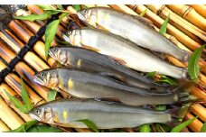 水質日本一常連の清流　高津川　天然あゆ　650g【天然鮎 650g 魚貝類 魚貝類 魚 川魚 アユ 急速冷凍 高鮮度 冷凍】