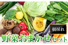 朝採れ地元  野菜おまかせセット【野菜 やさい おまかせ セット 旬の野菜 四季の旬 春野菜 夏野菜 秋野菜 冬野菜】