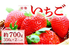 初物いちご（350g×2パック）【先行予約 いちご 12月発送 果物 くだもの フルーツ 苺 イチゴ 350g×2パック 初物 冷蔵 期間限定 季節限定 早期予約】