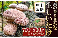 森の香り豊かな『美都の原木栽培生しいたけ』（700～800g）【先行予約 野菜 きのこ キノコ 椎茸 しいたけ シイタケ 生しいたけ 700～800g 15～20枚 原木栽培 期間限定 季節限定 早期予約 冷蔵】