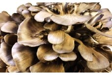 季の香 まいたけ（800g以上）【野菜 きのこ キノコ 舞茸 まいたけ マイタケ 800g以上 2株 低カロリー 健康 美容 冷蔵】