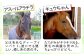 さんさん牧場さんと相談しながら
お馬さんが好物とする「人参、さつまいも、りんご、バナナ」など今ほしい青果物に充てられます。