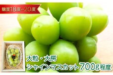 大粒大房 シャインマスカット 1房（700g程度）【シャインマスカット 大粒 先行予約 ぶどう 2025 ブドウ 葡萄 しゃいんますかっと マスカット 果物 くだもの フルーツ 大房 期間限定 季節限定 早期予約】