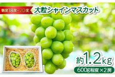 椋ぶどう園の大粒種なし シャインマスカット （600g程度×2房）【シャインマスカット 2025予約 先行予約 大粒 果物 くだもの フルーツ ブドウ ぶどう 葡萄 しゃいんますかっと マスカット 種なし 期間限定 季節限定 早期予約】