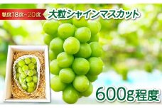 椋ぶどう園の大粒種なし シャインマスカット 1房（600g程度）【シャインマスカット 2025予約 先行予約 しゃいんますかっと 大粒 種なし 果物 くだもの フルーツ ブドウ ぶどう 葡萄 マスカット 期間限定 季節限定 早期予約】