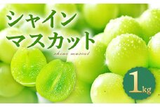 皮ごと食べられる種なしぶどう シャインマスカット 1kg【先行予約 ぶどう シャインマスカット 1kg 葡萄 ブドウ しゃいんますかっと マスカット 1キロ 種なし たねなし 冷蔵 期間限定 季節限定 くだもの 果物 フルーツ】