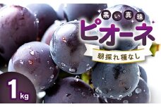 朝採れ種なしぶどう ピオーネ 1kg【先行予約 ぶどう ピオーネ 種なし 早期予約 葡萄 ブドウ ぴおーね 1.0kg 1キロ 種無し たねなし 朝採れ 冷蔵 期間限定 季節限定 8月～10月上旬発送】