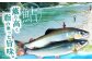 清流にしか棲まない貴重な天然鮎「香魚」とも呼ばれその味は薫り高く日本一と讃えられています。