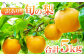 訳あり梨 5kg (^^♪  先行予約！