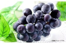【先行予約】黒い宝石「種なしピオーネ」2kg【ピオーネ 2kg ぶどう 種無し 2025 ピオーネ種無し ぴおーね ブドウ 葡萄 3房～5房 2.0kg 2キロ たねなし 大粒 期間限定 季節限定】