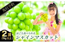 絶対鮮度！農家直送の シャインマスカット 2房（1kg以上）【シャインマスカット 先行予約 ぶどう しゃいんますかっと ブドウ 葡萄 1キロ以上 1kg以上 1kg 鮮度抜群 種なし たねなし 皮ごと 大粒 朝採れ こだわり 期間限定 季節限定 9月上旬～10月上旬まで】