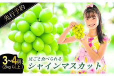 【先行予約】絶対鮮度！農家直送の シャインマスカット 3～4房（2kg以上）【先行予約 ぶどう シャインマスカット しゃいんますかっと マスカット 3～4房 2.0kg以上 2キロ以上 2kg以上 2kg 鮮度抜群 種なし たねなし 皮ごと 大粒 朝採れ こだわり 期間限定 季節限定 9月上旬～10月上旬発送】