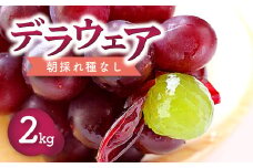 【先行予約】朝採れ種なしぶどう デラウェア 2kg【デラウェア 予約 ぶどう デラウエア 先行予約 朝採れ 種なし 早期予約 フルーツ 果物 期間限定 季節限定 葡萄 お土産 プレゼント 贈り物 ご褒美】