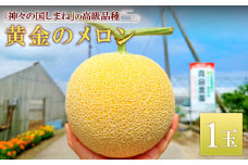 【先行予約】ゴールデンパール　1玉入り【メロン 先行予約 ゴールデンパールメロン 黄金のメロン めろん オリジナル 期間限定 数量限定 季節限定 早期予約 予約 果物 フルーツ くだもの 貴重】