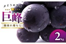【先行予約】朝採れ種なしぶどう 巨峰 2kg【巨峰 種なし 2kg ぶどう きょほう 葡萄 先行予約 2キロ たねなし 朝採れ 冷蔵 期間限定 季節限定 8月発送】