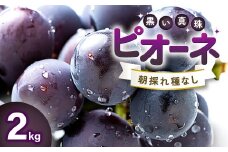 朝採れ種なしぶどう ピオーネ 2kg【先行予約 ぶどう ピオーネ ぴおーね 2キロ 種無し たねなし 朝採れ 冷蔵 期間限定 季節限定 8月～10月上旬発送】