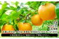 ※発送期日をよくご確認のうえ、ご寄附ください。