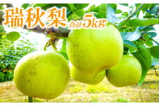 【先行予約】瑞秋梨　5㎏【梨 瑞秋 先行予約 瑞秋梨 5kg 12玉～16玉位 もぎたて 青梨 なし 果物 くだもの フルーツ 期間限定 季節限定 ギフト 贈り物】