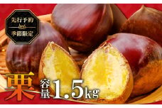 【先行予約】里山の栗 1.5kg【栗 菓子 くり フルーツ 果物 くだもの 先行予約 期間限定 早期予約 季節限定 モンブラン 焼き栗 秋 栗ご飯 おやつ】