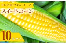 味来コーン　10本入り【朝採れ とうもろこし みらいコーン 先行予約 期間限定 数量限定 季節限定 早期予約 予約 野菜 やさい 夏野菜 夏やさい トウモロコシ】