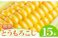 ［秋作］朝採れとうもろこし　15本【先行予約 朝採れ とうもろこし 15本 早期予約 期間限定 季節限定 お土産 野菜 やさい トウモロコシ】