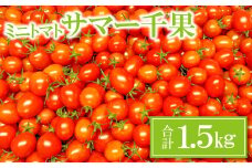 ミニトマト(サマー千果)1.5㎏【ミニトマト 甘い 1.5kg 1箱 トマト 旬 濃厚 自家製肥料 リコピン ギフト 贈り物 お弁当 食材 野菜 先行予約 期間限定 9月下旬～11月中旬発送】