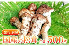 国産まつたけ　500ｇ【先行予約 まつたけ 500g きのこ 松茸 つぼみ 開き コロ 混合 朝採れ 高級 貴重 松茸ご飯 焼き松茸 土瓶蒸し お吸い物 秋の味覚 期間限定 季節限定 10月～11月初旬発送 冷蔵】